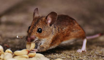 24 Hour & Emergency Exterminators in Aggieland, TX